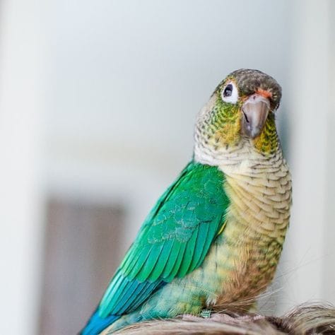 Conure de Molina turquoise opaline